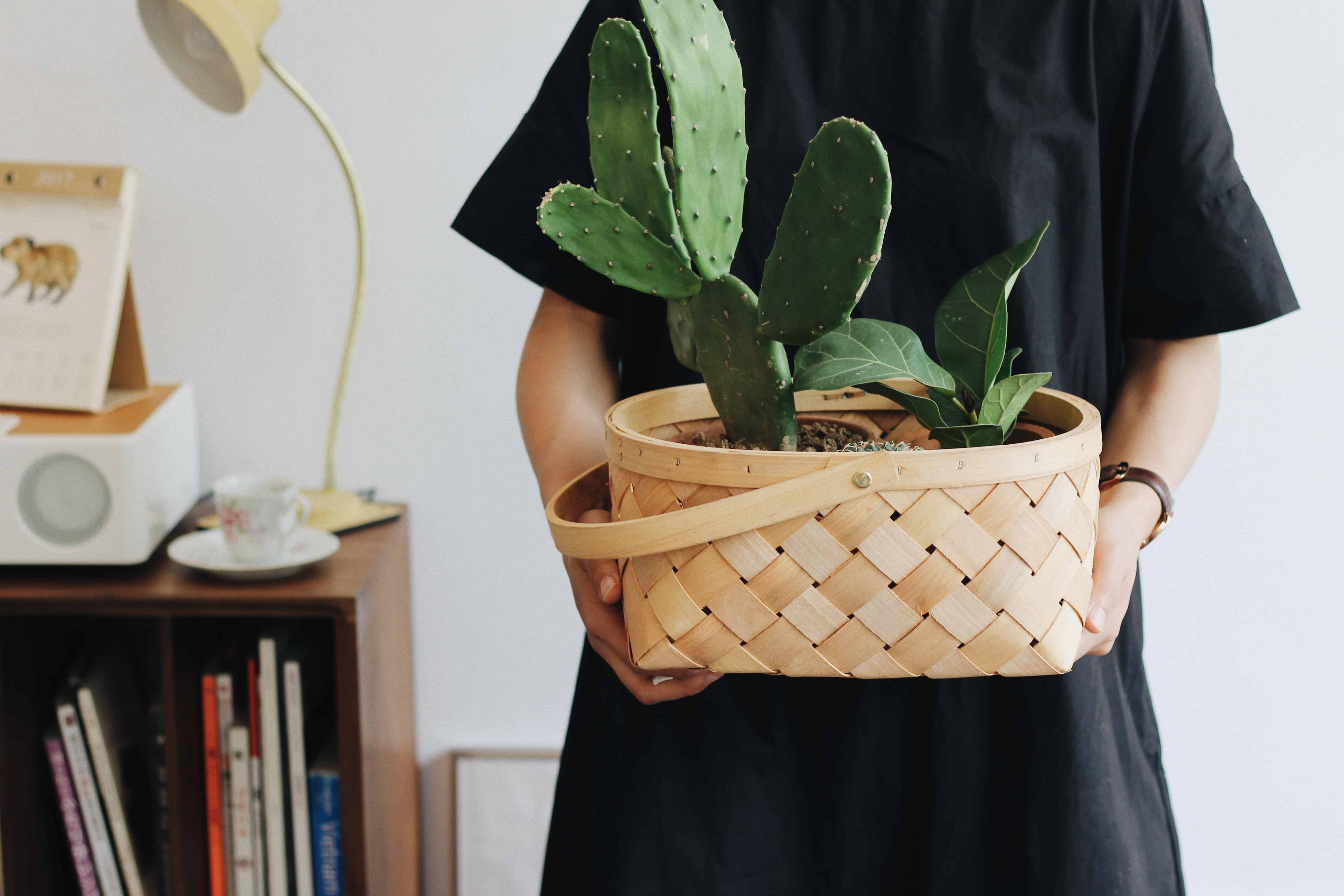 holding cactus plant